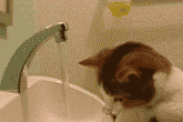 萌哒哒猫~.jpg